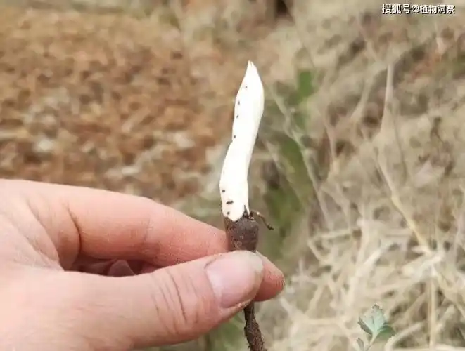 翻白草,又叫叶下白,鸡腿根,有4大作用,价值极高,农民朋友要了解!