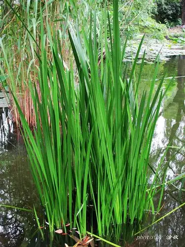 十五:菖蒲acorus calamus linn ,天南星科菖蒲属