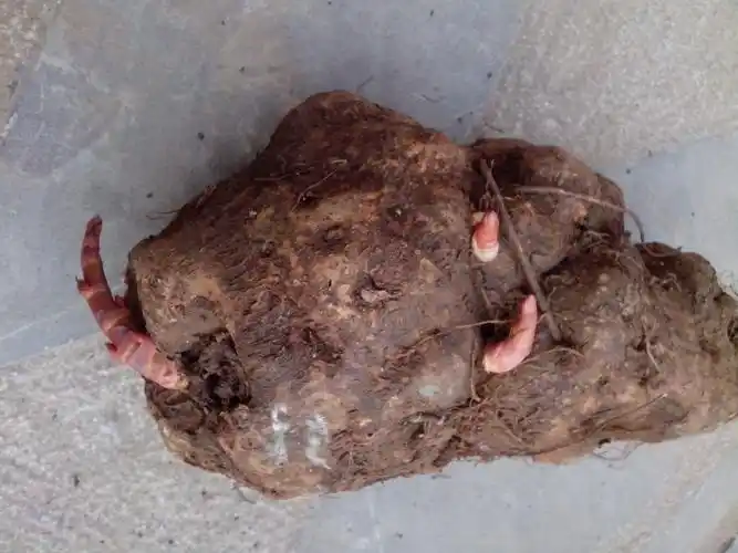 这是何首乌吗?见图片.