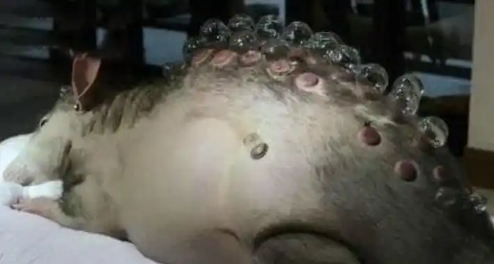 切尔诺贝利变异生物真实照片核辐射变异的恐怖生物