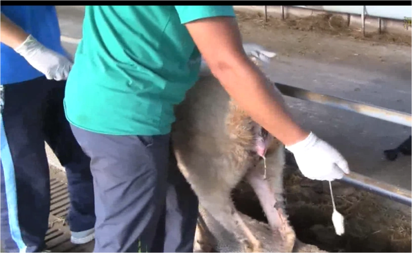 羊同期发情技术,养羊户都可以操作的简单流程