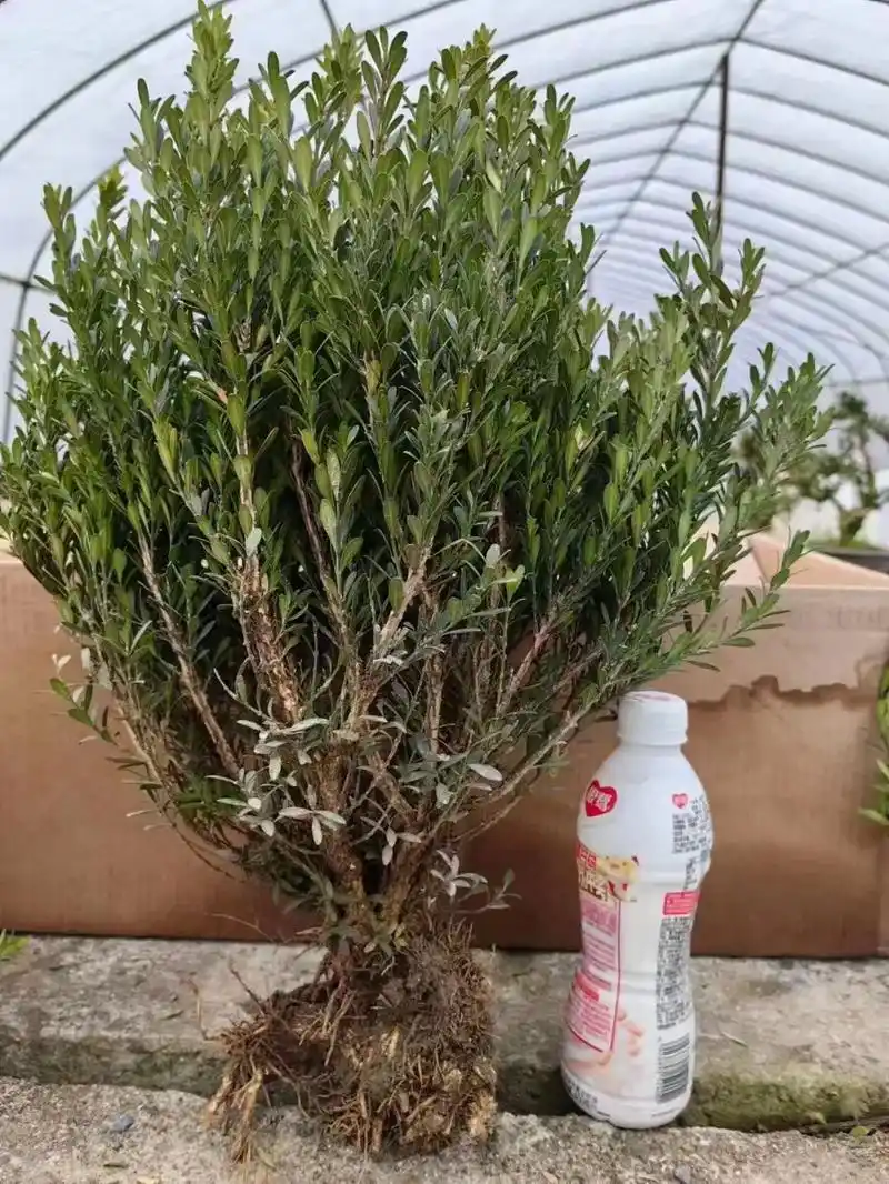 闭眼可入的"千年矮"黄杨,品种优秀,低分枝,整体旺盛,有前 - 抖音