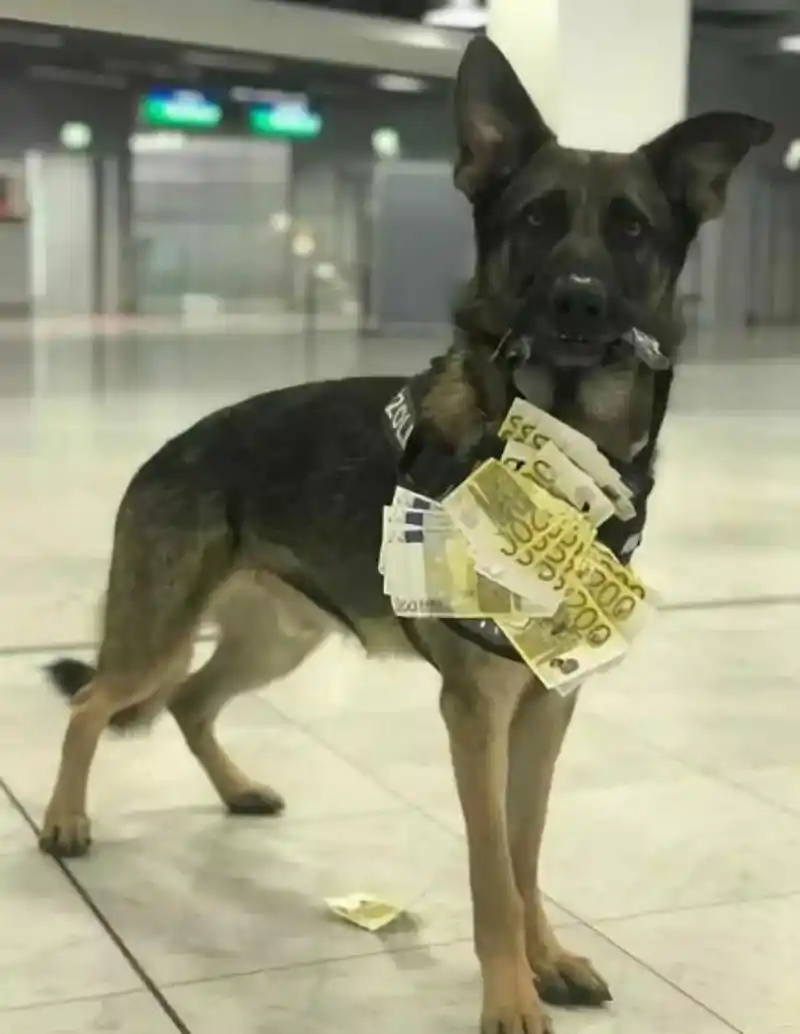 嗅钱犬上工不到5个月,就破获12起走私案,搜查金额高达75万欧元