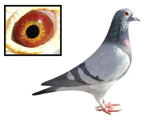 >> 查看拍卖商品