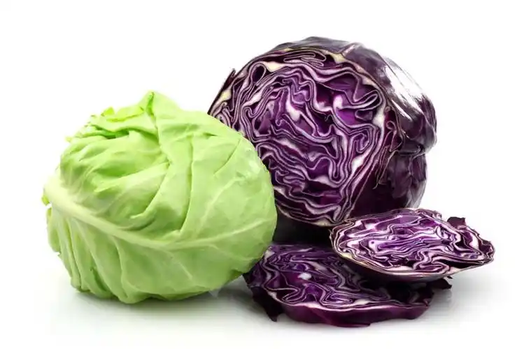 2019 chinese fresh round cabbage/flat cabbage/ purple cabbage