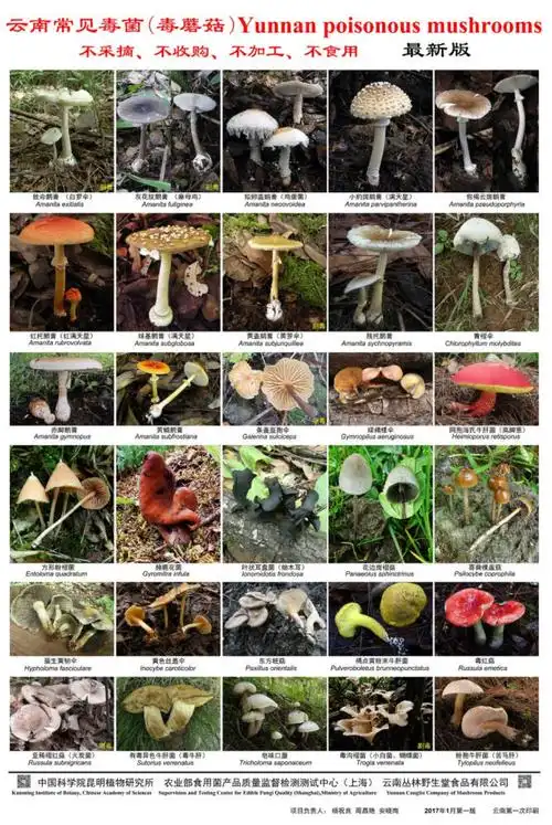 市场销售可食用的野生菌有250余种,迄今,云南记载可食的野生菌在1000