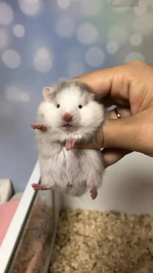 鸽灰眼线长毛金丝熊妹妹