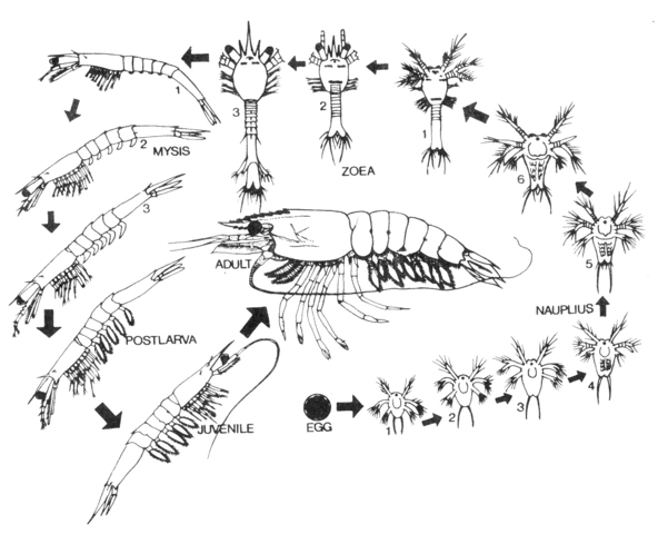 对虾的幼体发育过程. 图片来源:baidu