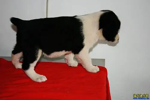 五只中亚小公都是黑白花45天接受预定