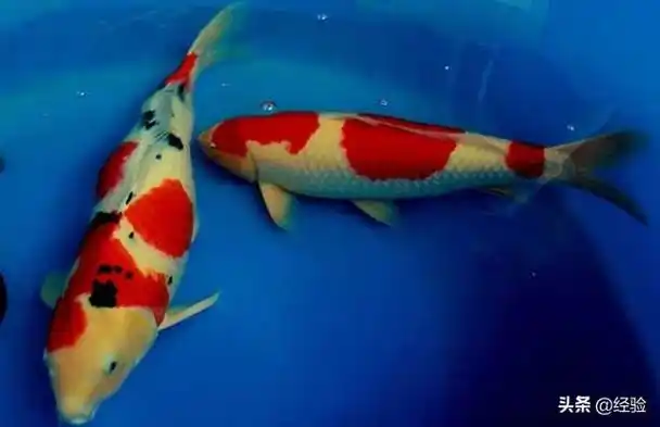 高档锦鲤,锦鲤鱼价格多少钱一条(锦鲤鱼精品图片)