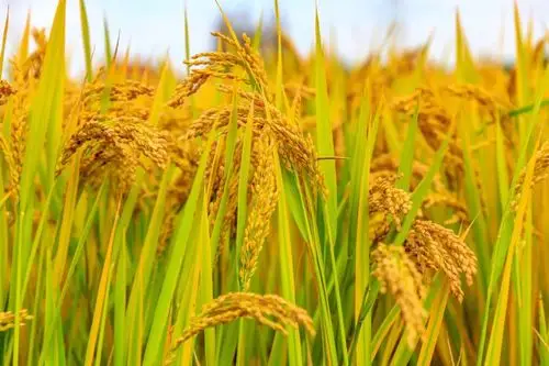 聚焦花桥丨又是一个丰收年!天福金奖米正式开镰收割!_水稻