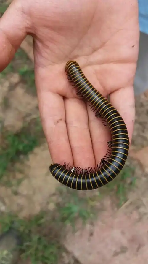 千足虫出生的时候有几节(千足虫到底有多少条腿)-蓝盟超越网