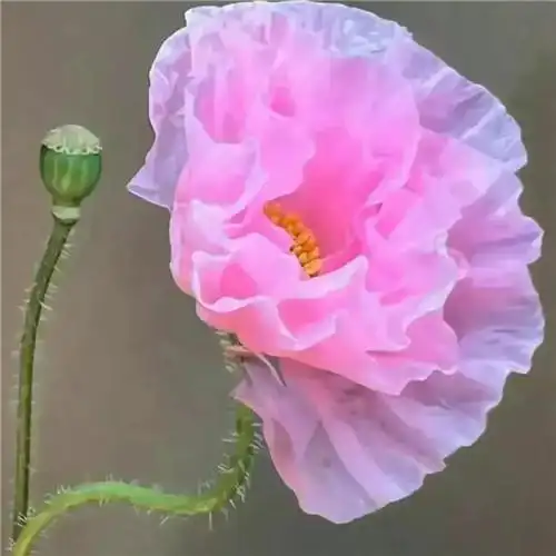 美丽鲜花头像图片大全 高清好看的唯美意境花朵微信头像_植物头像