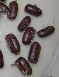 zhao452498839淘宝出售美洲大蠊蟑螂卵20元100颗,颗