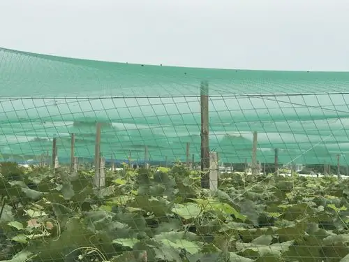 厂家葡萄园种植鱼塘专用防鸟网批发 农业用高密度聚乙烯防鸟网
