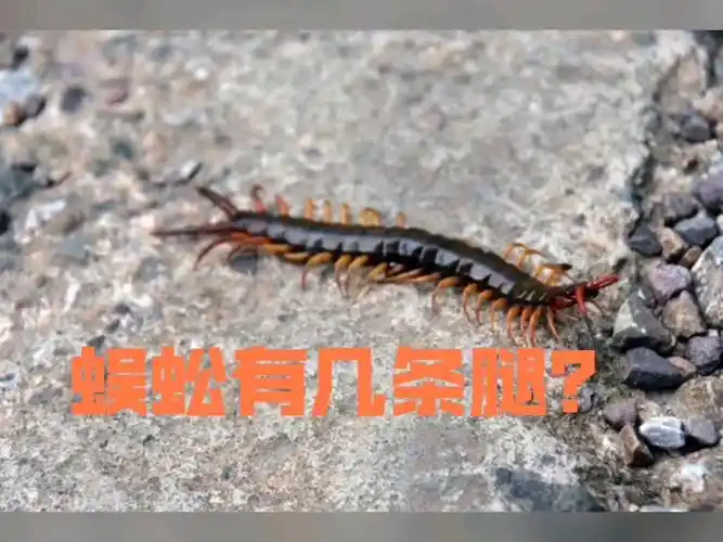 答题,蜈蚣有几条腿?