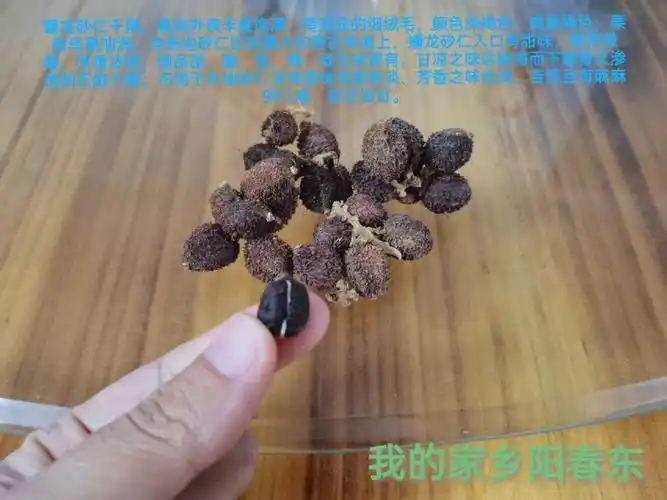 带你认识正宗的阳春蟠龙春砂仁