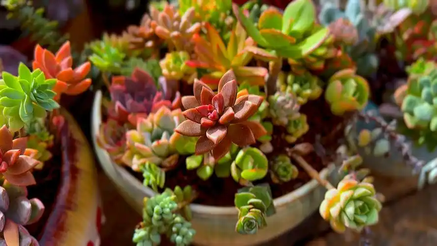 多肉植物盆景艺术赏滇南民舍植多肉,五彩斑斓韵自悠.