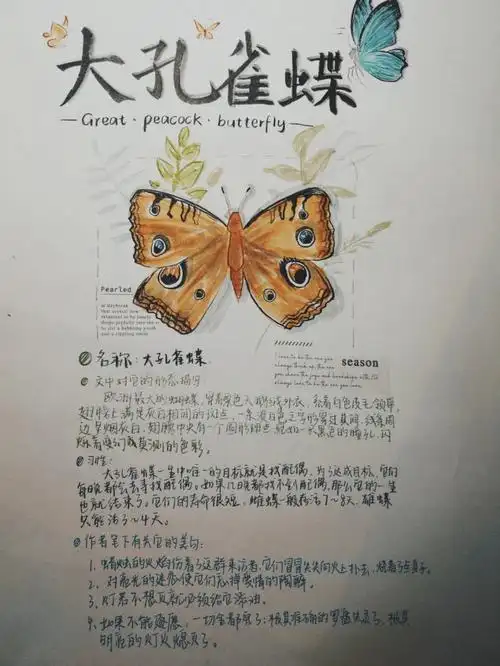 昆虫记大孔雀蝶海报制作0303
