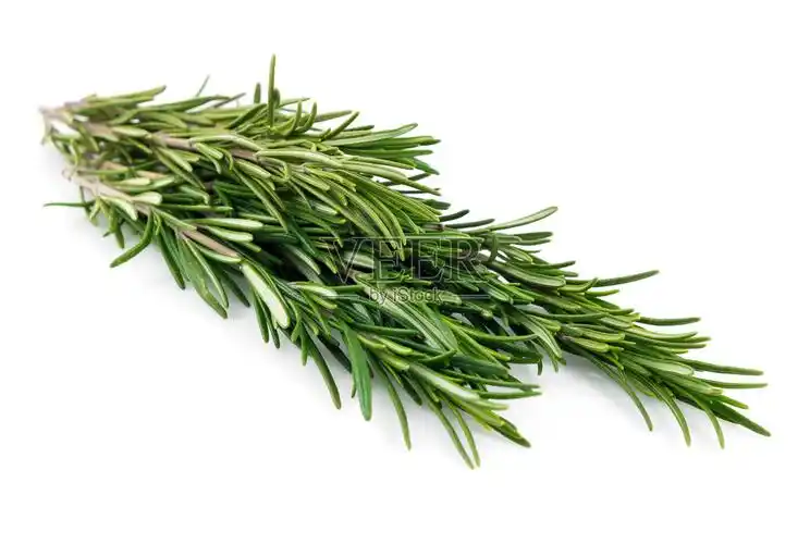 迷迭香叶子孤立照片摄影图片