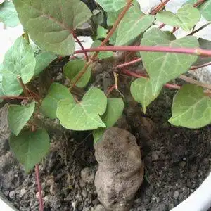 何首乌种子 中药材中草药中药种子阳台种菜四季盆栽  span class=h>