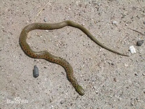 草花蛇图片_百度百科