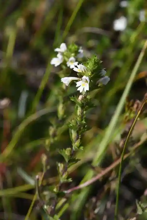 小米草(小米草图片)