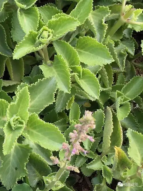 排香草(唇形科 排草香属)