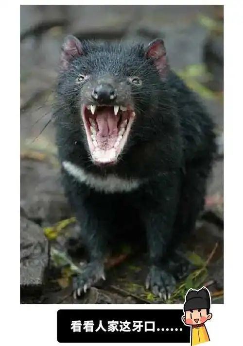 那山那水那江山如此多娇那里有大黑熊江山三日游金牌推荐