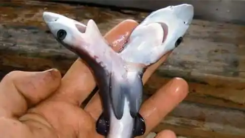 日本基因突变双头龟核辐射会导致基因突变吗还有啥突变生物