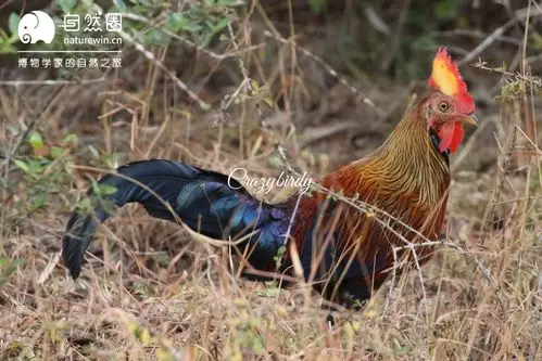 斯里兰卡原鸡 摄影:李思琪