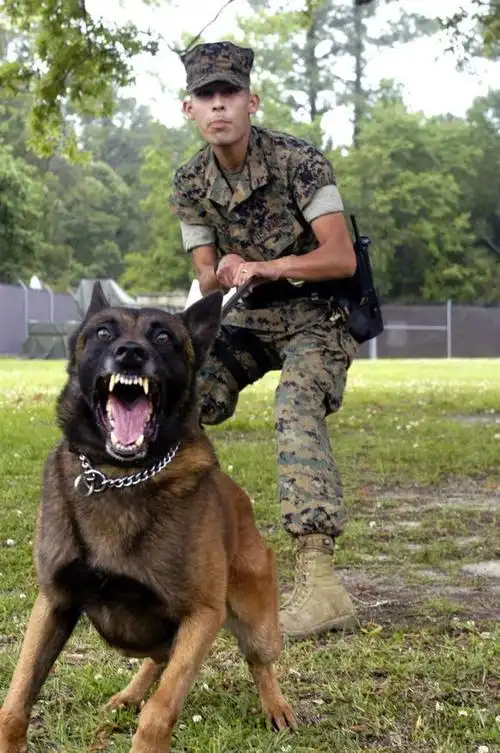 警犬马犬表现 马犬训练 马犬专业训练.jpg