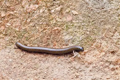 朝阳寺后山上的断肠虫