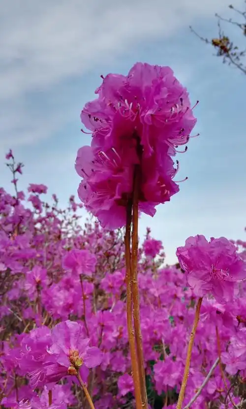 金达莱花开放的时候