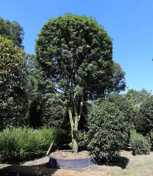 百年大桂花_四川桂花_花园设计花园施工_金桂价格_四川巨树西南桂花王
