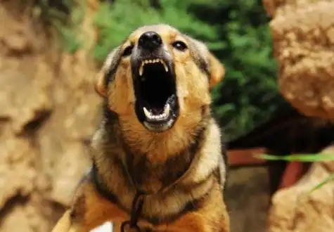 狗狗的五大吠叫原因和特点