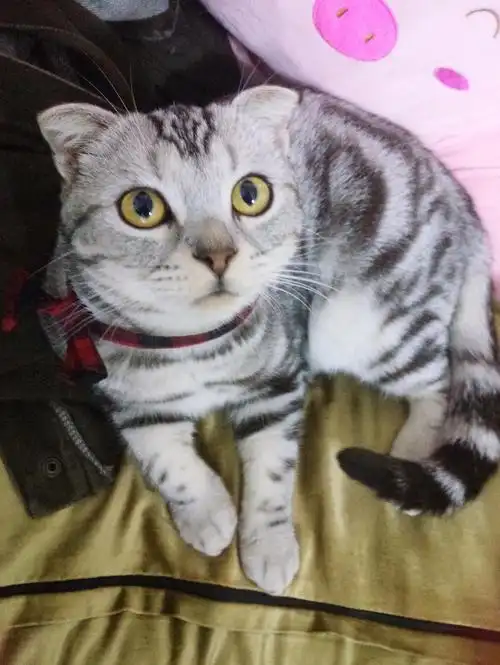 广州虎斑美短折耳弟弟找女朋友