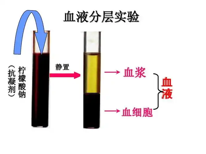 流动的组织-血液1 ppt_word文档在线阅读与下载_无忧文档