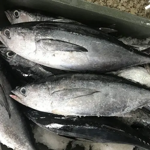 创发水产灯光围网黑鳍金枪鱼冷冻鲭科鱼深海水产冻品产地供应速冻