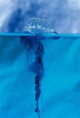 physalis)为暖水种是一种管水母,在水面上漂浮的淡蓝色透明囊状浮囊体