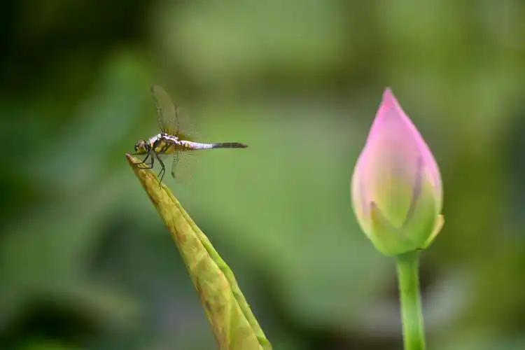 【原创】泉城公园——蜻蜓与荷花(一)