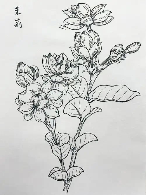 茉莉花线描花卉线描