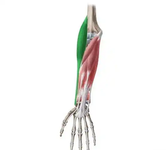 收藏常见上肢肌肉的解剖学习要点