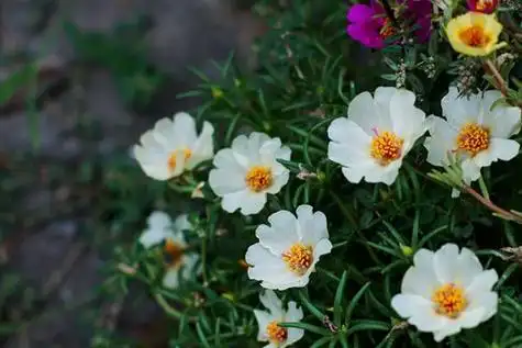 午时花的特点午时花的功效与作用