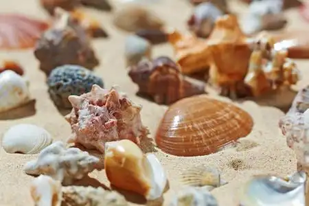 海边沙滩贝壳图片