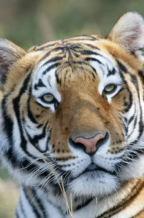 头,眼睛,鼻子,胡须,竖图,室外,特写,白天,正面,旅游,度假,哺乳动物,虎