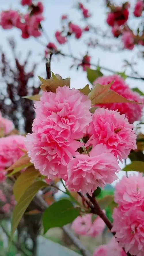 春天百花盛开,孩子们的篇篇美文也惊艳了花仙子