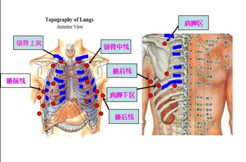 肺部 听诊区 叩诊区 体查 检查