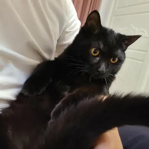 【领养】家养狸花猫黑猫小偿领养