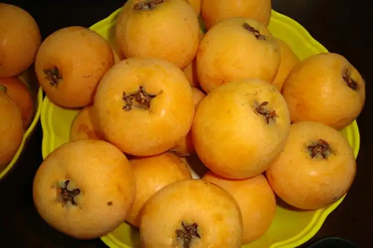 三潭枇杷_安徽省歙县特产-水果洽购网